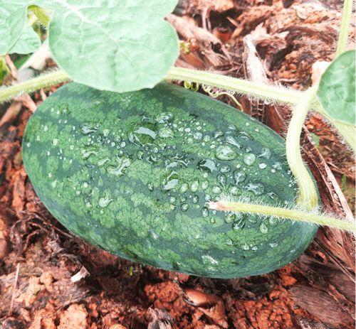 在哪里可以找到吃瓜视频,哪里可以轻松找到热门吃瓜视频