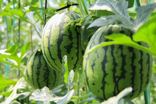 采摘西瓜吃瓜视频大全播放,热门采摘吃瓜视频大盘点