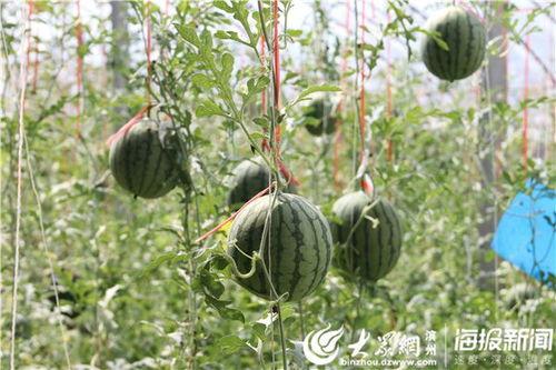 采摘西瓜吃瓜视频大全播放,热门采摘吃瓜视频大盘点