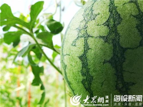 采摘西瓜吃瓜视频大全播放,热门采摘吃瓜视频大盘点