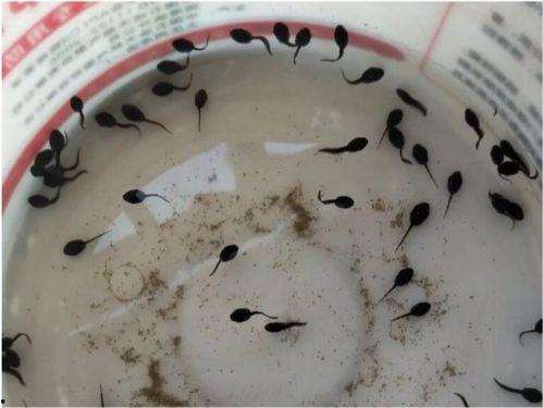 蝌蚪吃哈密瓜视频,蝌蚪品尝哈密瓜的趣味瞬间