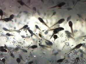 蝌蚪吃哈密瓜视频,蝌蚪品尝哈密瓜的趣味瞬间