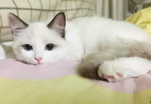 布偶猫吃哈密瓜行吗视频,美味还是禁忌？