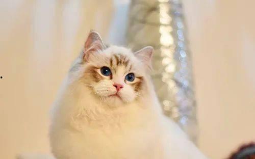 布偶猫吃哈密瓜行吗视频,美味还是禁忌？