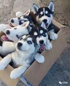 吃瓜群众哈士奇视频大全,萌宠界的“吃瓜群众”欢乐集锦