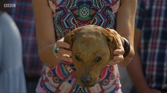 狗头罗丽吃瓜视频,揭秘娱乐圈幕后真相