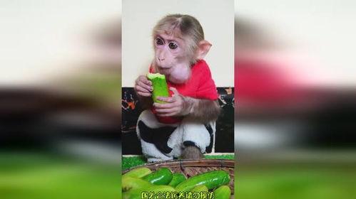 搞笑视频吃瓜变成猴子了,搞笑视频里的神奇变身