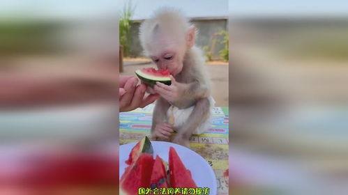搞笑视频吃瓜变成猴子了,搞笑视频里的神奇变身