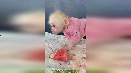 搞笑视频吃瓜变成猴子了,搞笑视频里的神奇变身