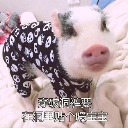 吃瓜少女猪猪解说视频,猪猪吃瓜少女带你领略解说视频魅力