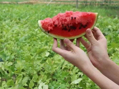 搬料吃瓜视频教程,轻松掌握短视频制作技巧