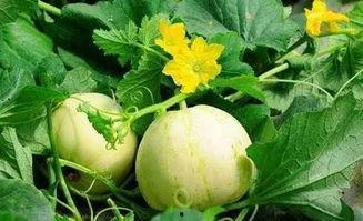 吃梨瓜搞笑女的视频是真的吗,真相还是炒作？