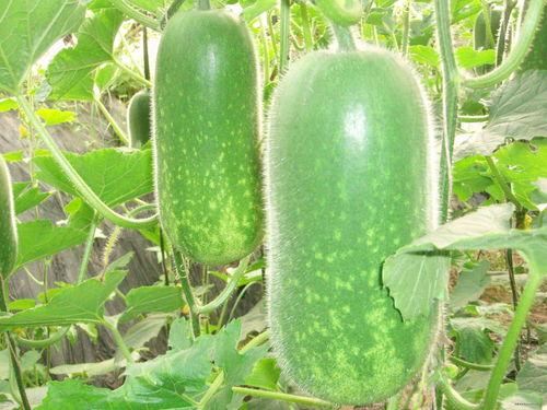 吃梅赛德斯瓜视频大全下载,尽享豪华汽车盛宴