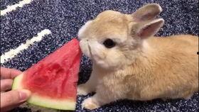 小兔子吃长沙瓜视频播放,视频播放量爆表，网友热议