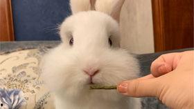 小兔子吃长沙瓜视频播放,视频播放量爆表，网友热议