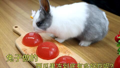 小兔子吃长沙瓜视频播放,视频播放量爆表，网友热议