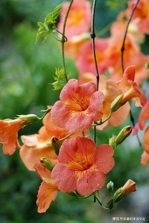 凌霄吃瓜完整视频,全程精彩瞬间回顾