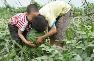 盐山吃瓜事件视频大全最新,视频大全揭秘惊人真相