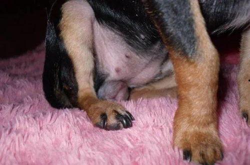 母狗吃山瓜吗好吗图片视频,温馨瞬间捕捉