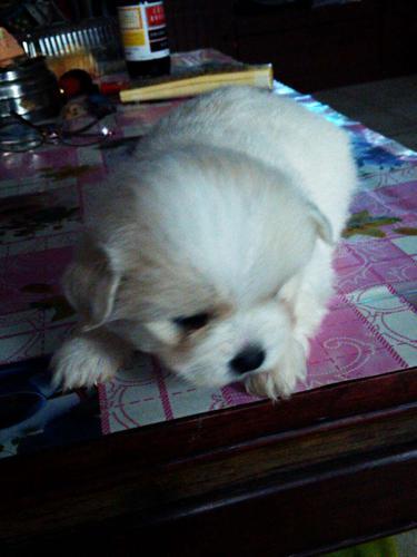 母狗吃山瓜吗好吗图片视频,温馨瞬间捕捉