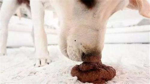 母狗吃山瓜吗好吗图片视频,温馨瞬间捕捉