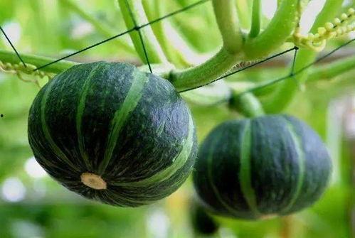 肥哥吃天津满园瓜视频,一场味蕾与视觉的盛宴