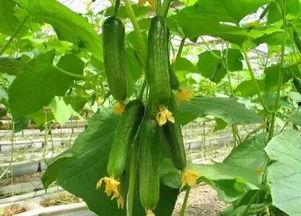 肥哥吃天津满园瓜视频,一场味蕾与视觉的盛宴