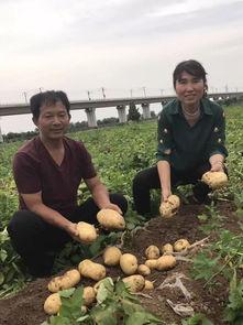 肥哥吃天津满园瓜视频,一场味蕾与视觉的盛宴