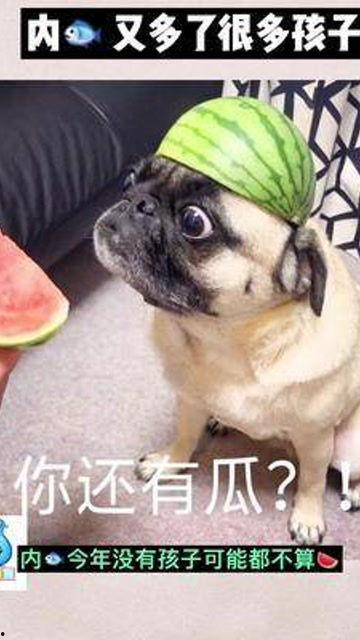 吃瓜群众小孩视频,小孩吃瓜群众视频爆笑瞬间