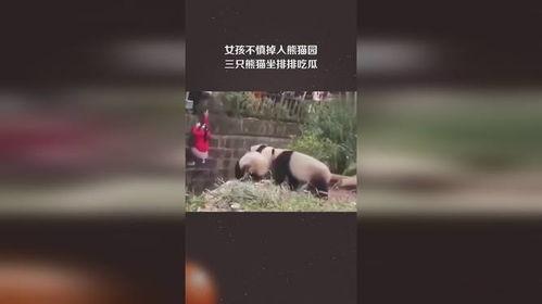 三只吃瓜大熊猫视频,三只萌态可掬的大熊猫共度欢乐时光