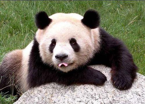 三只吃瓜大熊猫视频,三只萌态可掬的大熊猫共度欢乐时光