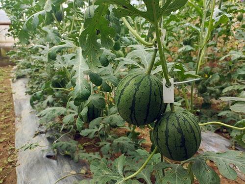 五一节吃瓜视频,揭秘热门事件背后的真相