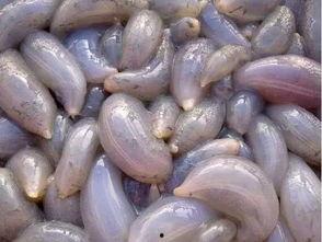 地瓜视频吃瓜在线观看,吃瓜在线，畅享娱乐盛宴