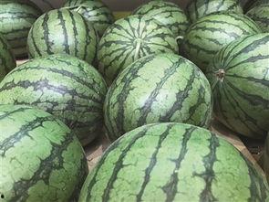 地瓜视频吃瓜在线观看,吃瓜在线，畅享娱乐盛宴