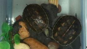 鸭子吃瓜视频,鸭子吃瓜视频走红网络