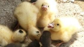 鸭子吃瓜视频,鸭子吃瓜视频走红网络