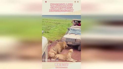 狮子吃瓜视频,揭秘野生动物的趣味瞬间