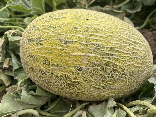 伊犁吃瓜新闻视频播放大全,视频播放大全精彩回顾