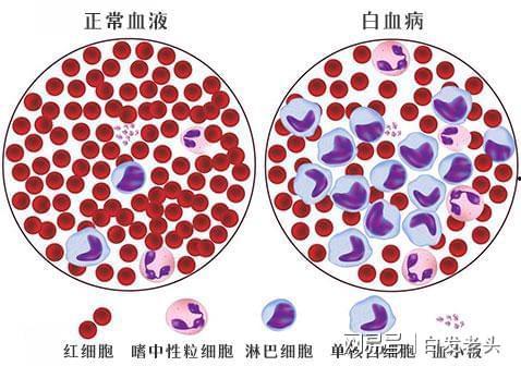细胞里吃瓜的视频,微观视角下的生命奇观