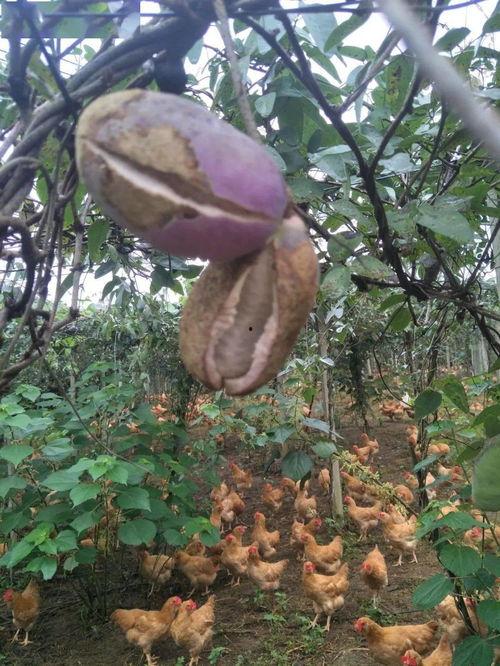 鸟类吃八月瓜吗有毒吗视频,鸟类食用八月瓜的安全性探讨