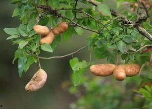 鸟类吃八月瓜吗有毒吗视频,鸟类食用八月瓜的安全性探讨