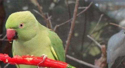 鸟类吃八月瓜吗有毒吗视频,鸟类食用八月瓜的安全性探讨