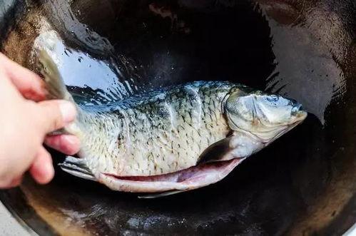 六大瓜吃鲫鱼视频大全,六大瓜教你轻松学会吃鲫鱼视频大全