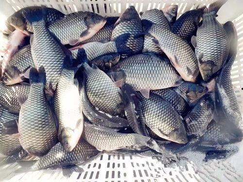 六大瓜吃鲫鱼视频大全,六大瓜教你轻松学会吃鲫鱼视频大全