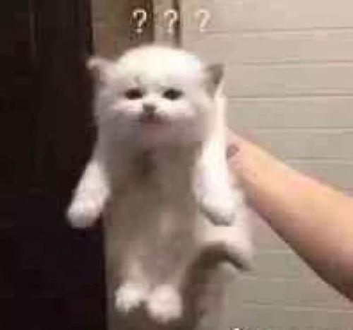 武汉吃瓜萌宠事件视频最新,一场宠物界的“网红”风波