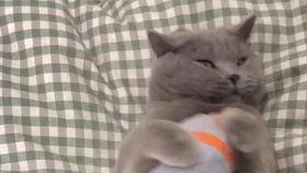 武汉吃瓜萌宠事件视频最新,一场宠物界的“网红”风波