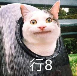 武汉吃瓜萌宠事件视频最新,一场宠物界的“网红”风波