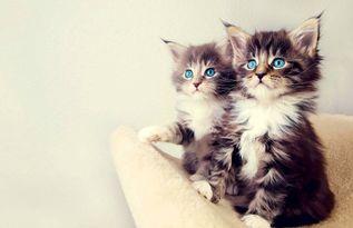 小猫吃瓜吵架视频大全下载