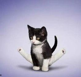 小猫吃瓜吵架视频大全下载