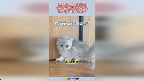 小猫吃瓜吵架视频大全下载